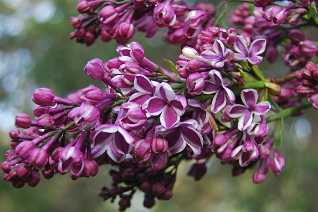 یاس خوشه ای